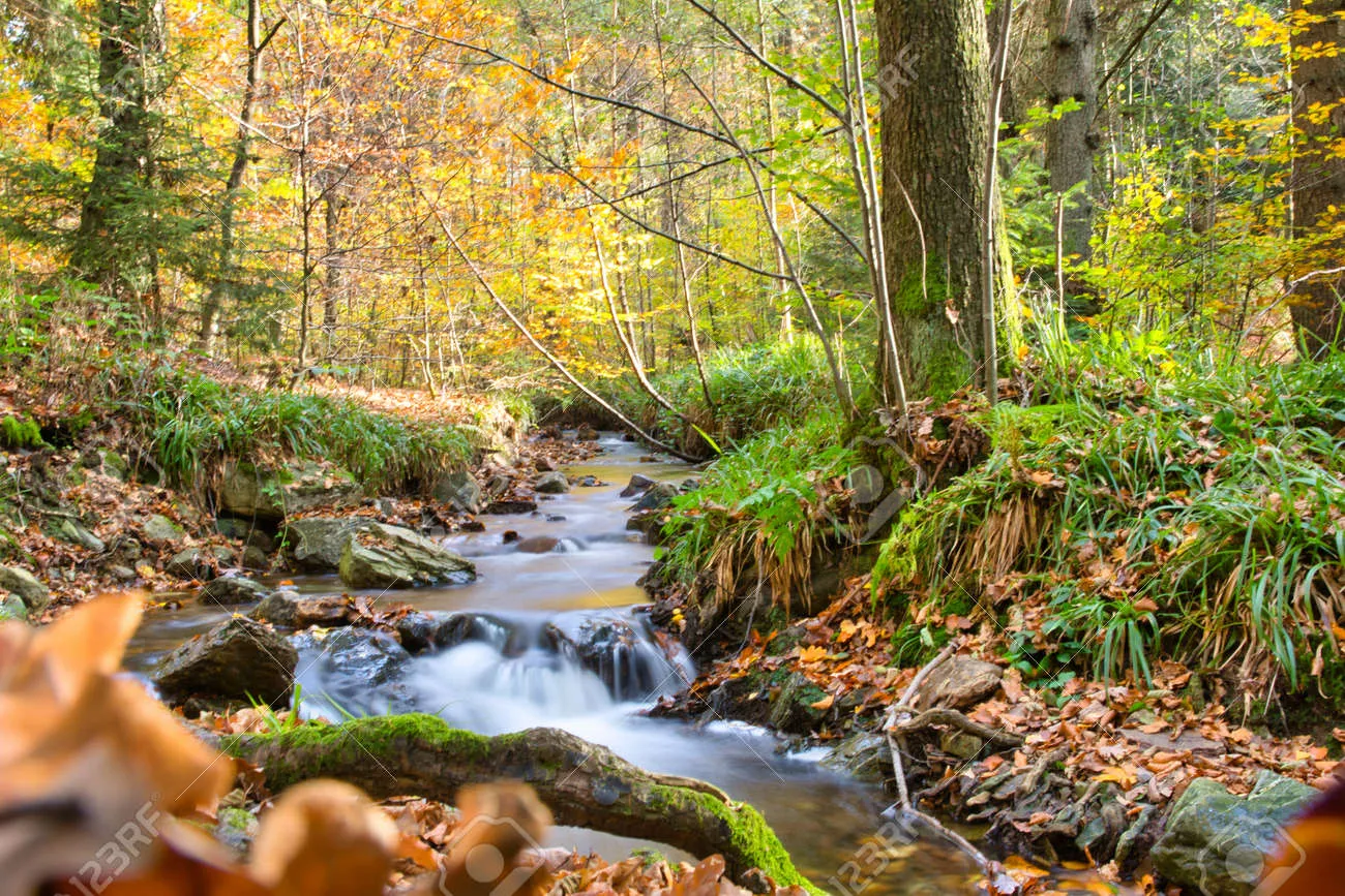 Nature des Ardennes belges