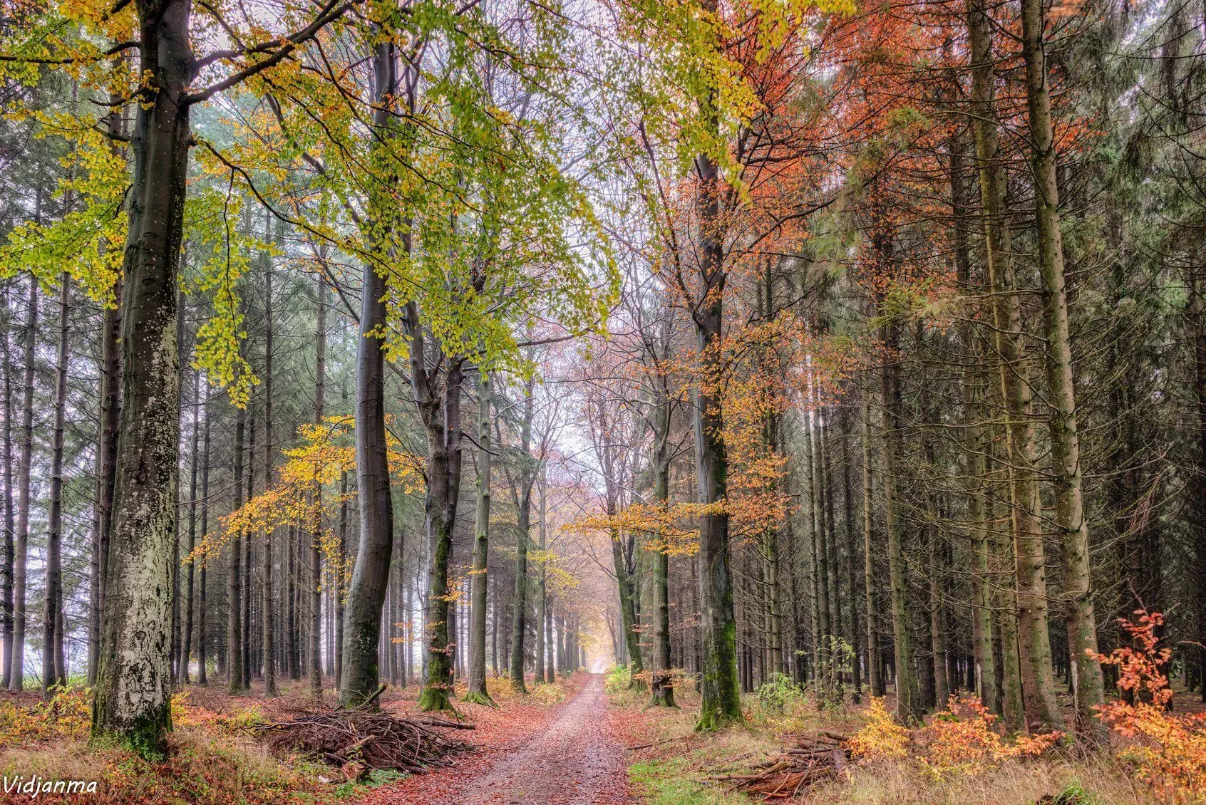 Forêt des Ardennes en automne